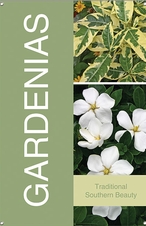 Gardenias 24