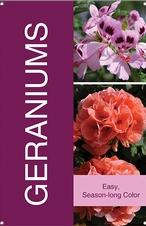 Geraniums 24