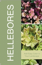 Hellebores 24