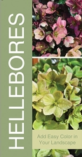 Hellebores 18