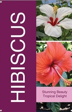 Hibiscus 24