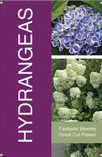 Hydrangeas 24