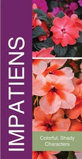 Impatiens 18