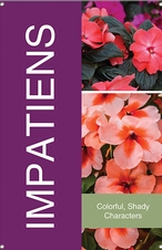 Impatiens 24