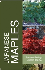 Japanese Maples 24