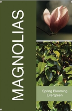 Magnolias 24