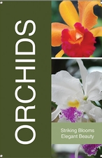 Orchids 24