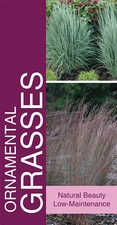 Ornamental Grasses 18