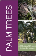 Palm Trees 24