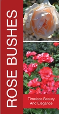 Rose Bushes 18