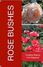 Rose Bushes 24x36 - Bold