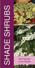 Shade Shrubs 18