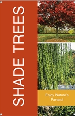 Shade Trees 24