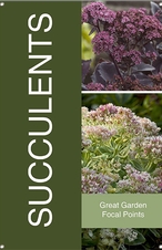 Succulents 24