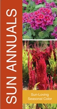 Sun Annuals 18x36 - Bold