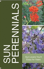 Sun Perennials 24