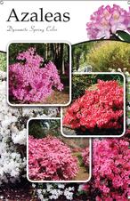 Azaleas 24