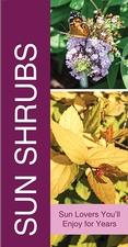 Sun Shrubs 18