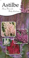 Astilbe 18