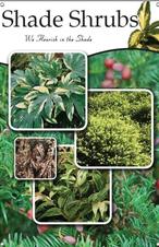 Shade Shrubs 24