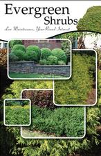 Evergreen Shrubs 24