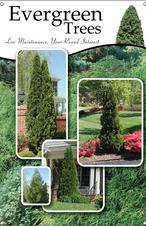 Evergreen Trees 24