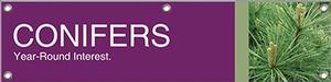 Conifers 47x12 - Bold