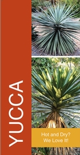 Yucca 18