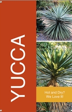 Yucca 24