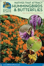 Native Plants That Attract Hummingbirds & Butterflies-NEW ENGLAND 24