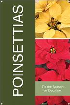 Poinsettias 24