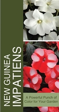 New Guinea Impatiens 18