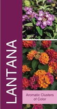 Lantana 18