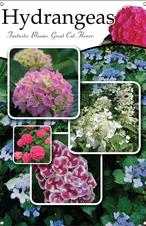 Hydrangeas 24