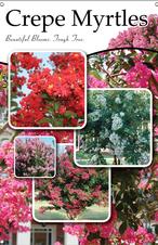 Crepe Myrtles 24