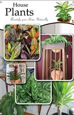 House Plants 24