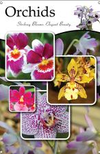 Orchids 24