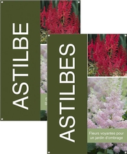 Astilbe/Astilbes 24x36 - Bold