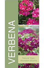 Verbena 18