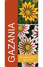 Gazania 18