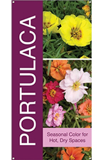 Portulaca 18