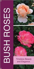 Bush Roses 18x36 - Bold