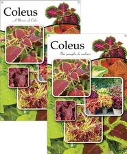 Coleus/Coleus 24