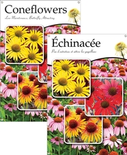 Coneflowers/Échinacée 24