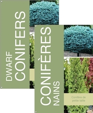 Dwarf Conifers/Conifères nains 24