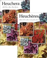 Heuchera/Heuchères 24