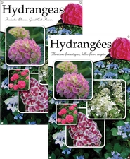 Hydrangea/Hydrangées 24