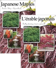 Japanese Maples/L'érable japonais 24