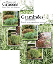 Ornamental Grasses/Graminées ornementales 24