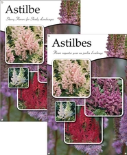 Astilbe/Astilbes 24